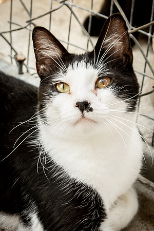 Darlington  Cats-9457