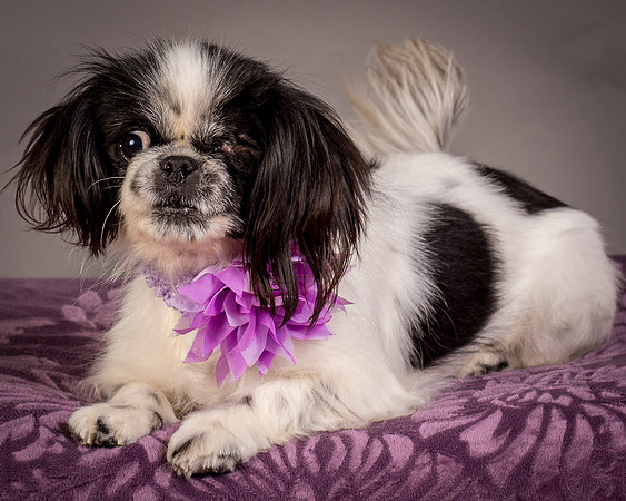Foster Gypsy Rose-8031