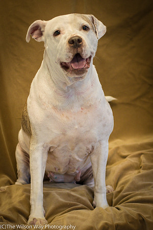 Foster Snickers-0214