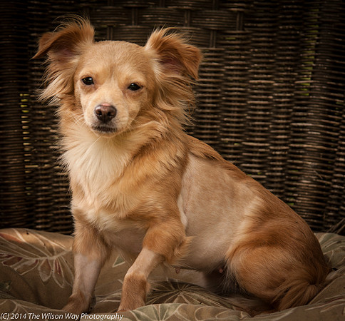 Foster Malibu-2223