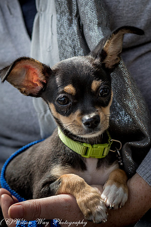 Foster Dandelion-9051