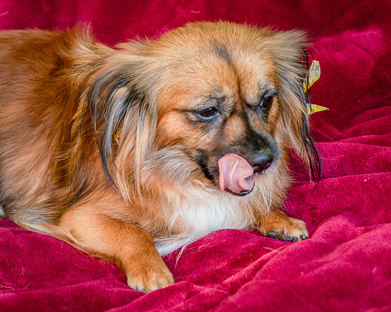 Foster Petunia-9404