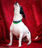 Foster Alfred-3729