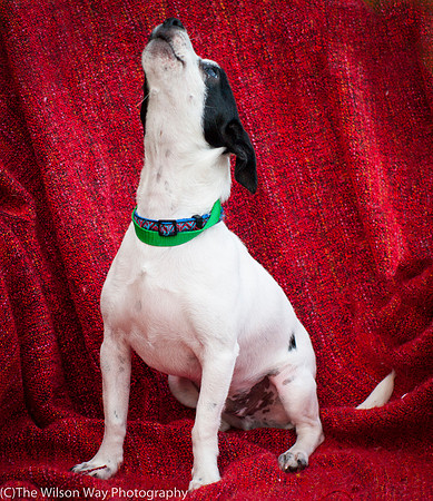 Foster Alfred-3729