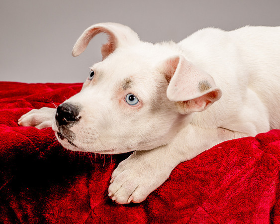 Foster Alvin-4783