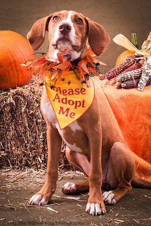 Foster Dixie-7229