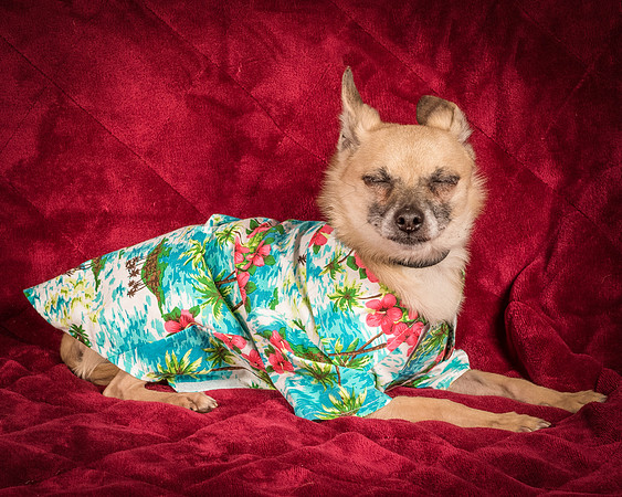 Foster Kiwi-8563