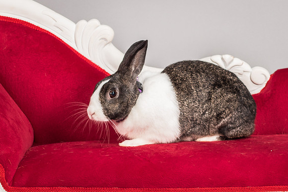 Foster Rabbit Penelope-4795