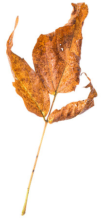 Leaf_24