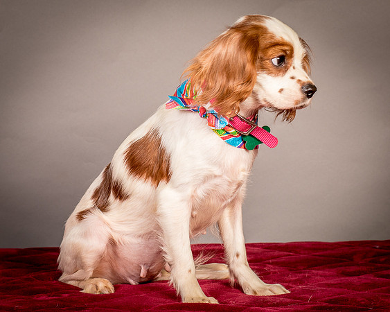 Foster josephina-3958
