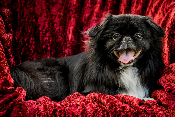Foster Prince-0874