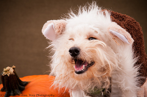 Foster Frisco-7338