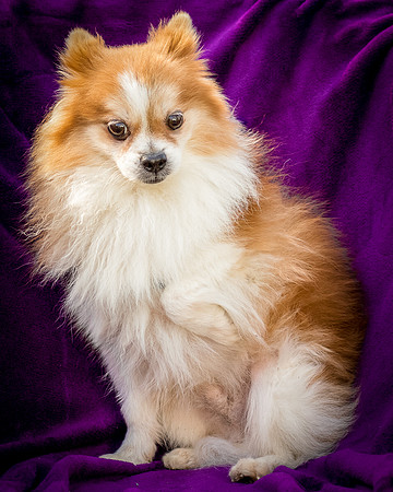 Foster Kermit-8869