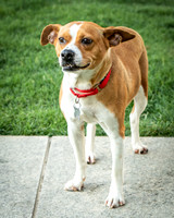 Foster Posie-9754