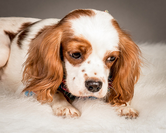 Foster josephina-4115