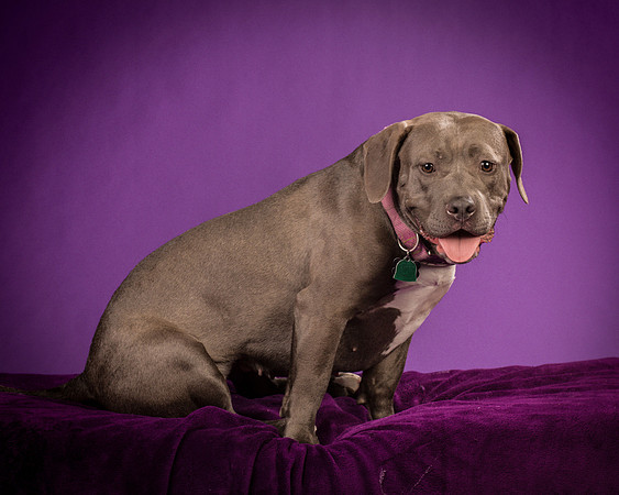 Daisy and Renegade-2559