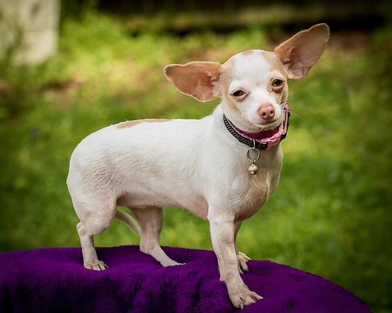 Foster Mrs C-8138
