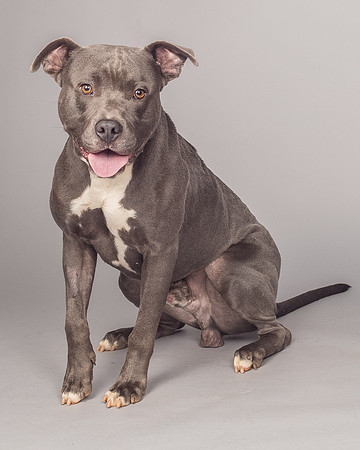 Foster Cobalt-2346