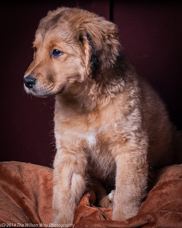 Mocha-8074