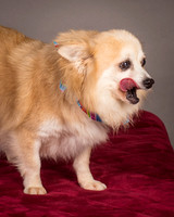 Foster Lilly-3332