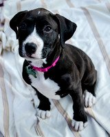Foster Lola-9865