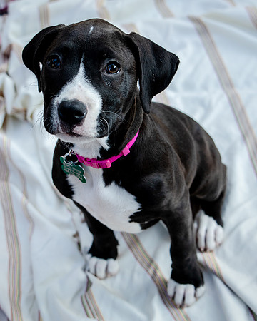 Foster Lola-9865