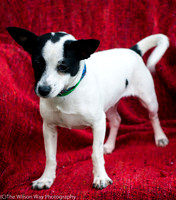 Foster Alfred-3738