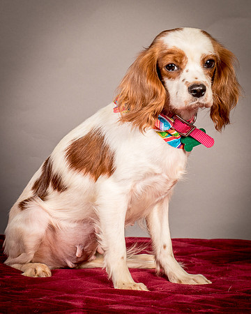 Foster josephina-3936
