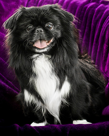 Foster Prince-0828