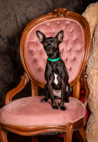 Foster Elvira-0147