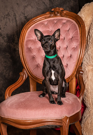 Foster Elvira-0147