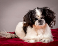 Foster Gypsy Rose-7697