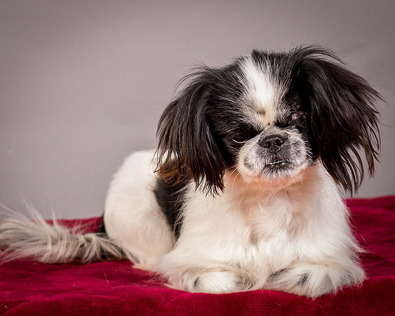 Foster Gypsy Rose-7697