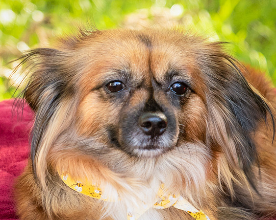Foster Petunia-9299