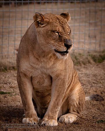 Suzies Pride-2238