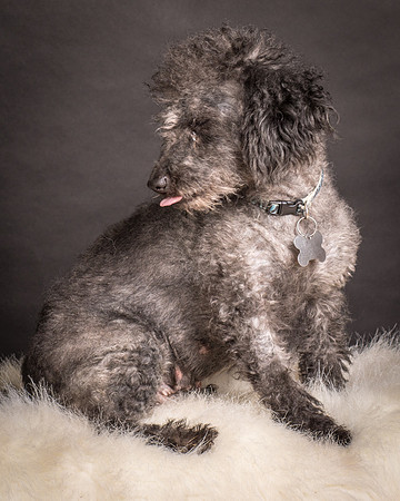 Foster Mokey-1729