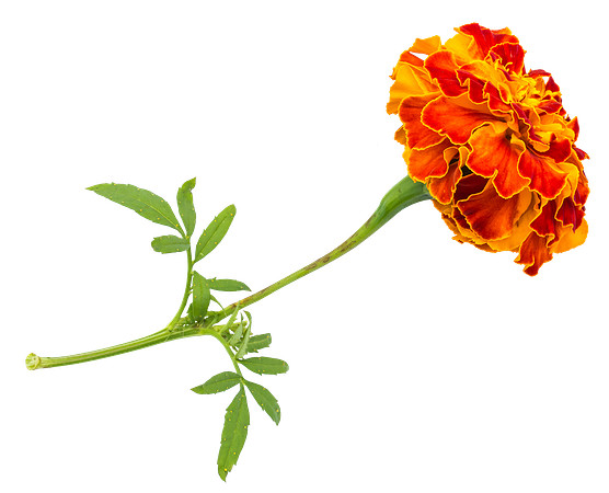 Flower_3