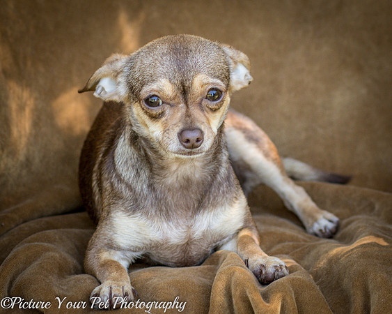 Foster Tango-6476