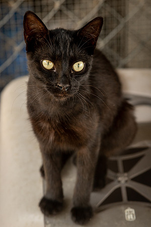 Darlington  Cats-9488