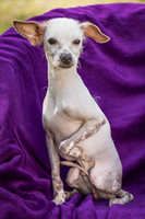 Foster Dobby-8864