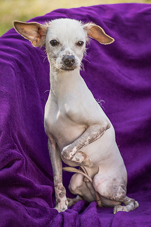Foster Dobby-8864