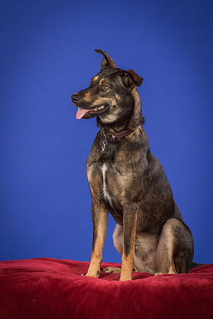Golden-Tuco-0574