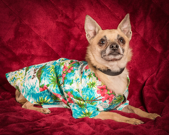 Foster Kiwi-8573
