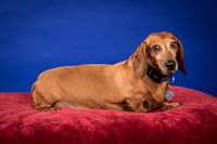 Abrams-Jimmy Dean-8206