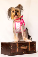 Foster Minerva-0687