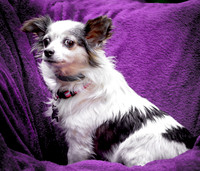 Foster Anouk-8751