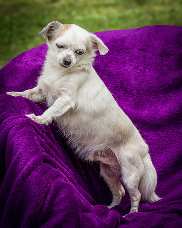 Foster Petey-8178