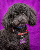 Foster Mindy-7341