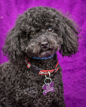 Foster Mindy-7341