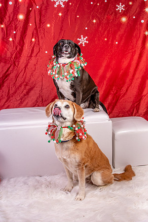 Annie n Coco-2476